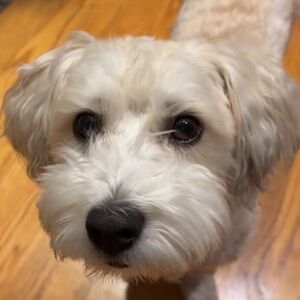 Meet your Posher, Humyra